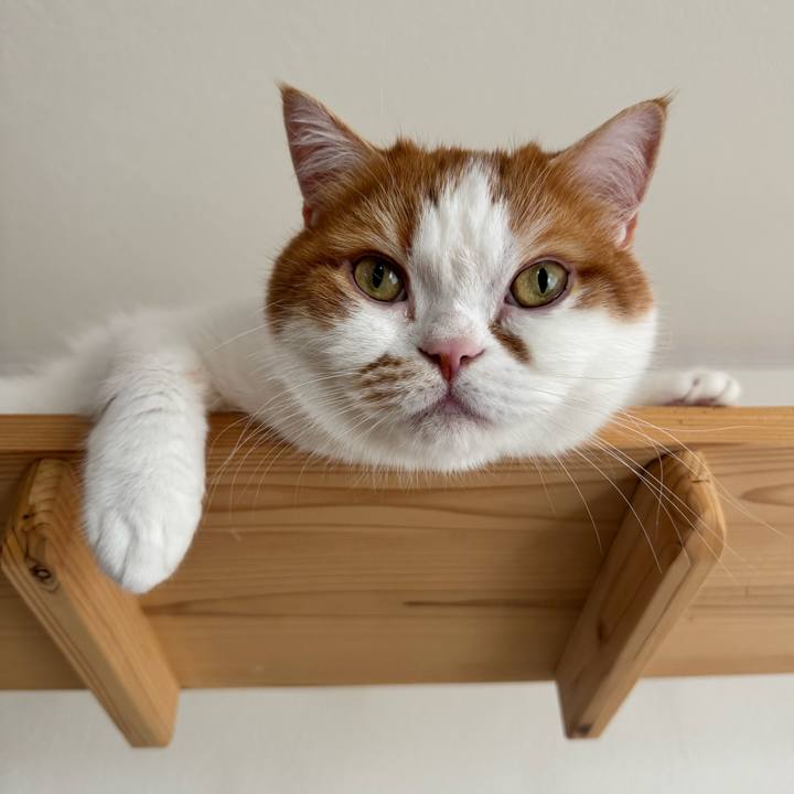 93ee0b38 89eb 489a b07a 2757b1616fb5 1776220311237