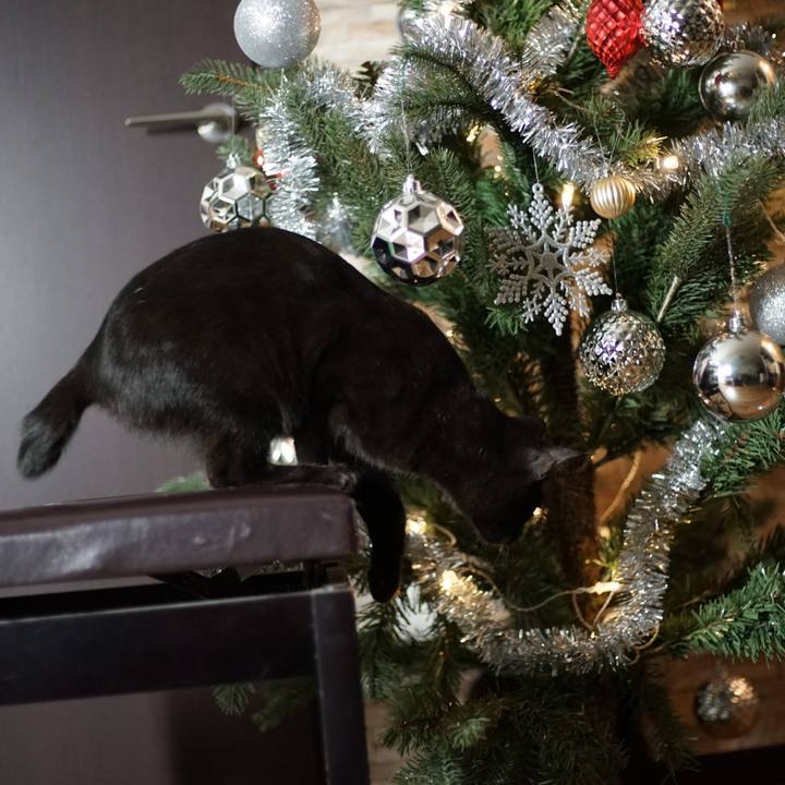 93f4106a a51d 4329 980f 85ad8cd5014d 1577105032780