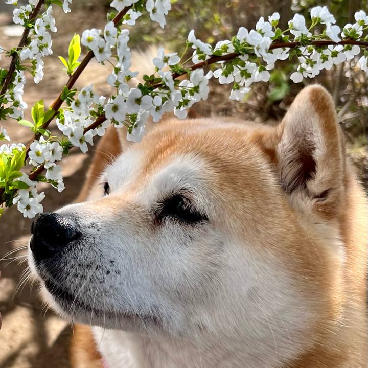 93f4603e 917d 4492 a9e5 b2ba4a48c258 1681518300740