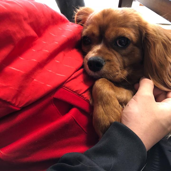 93f4676a 9b9c 4521 9c90 c19362dec8cd 1526789823010