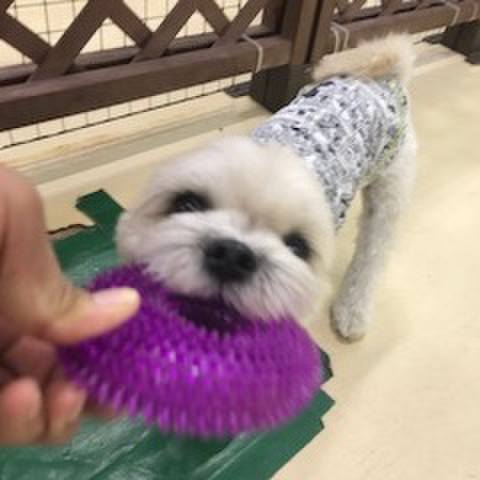 93f53754 0a6b 4a7c bc38 175257e4f733 1509622616631