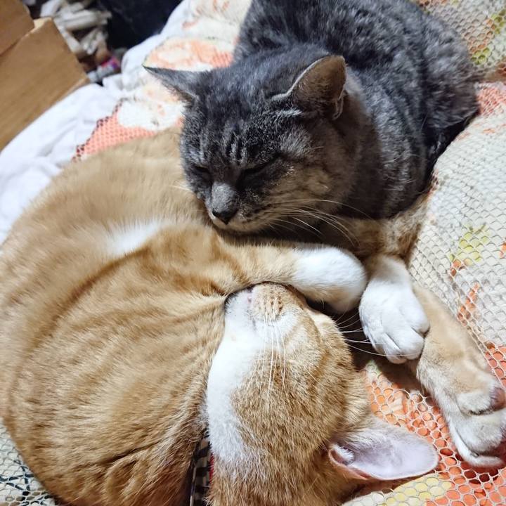 93f8c263 46bf 453f b90c 07745874d6e8 1574341402222