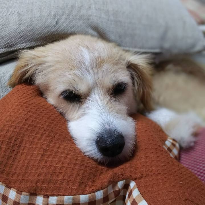 93fe2520 e9d1 41e8 9e9e 943382e2959b 1536549323902