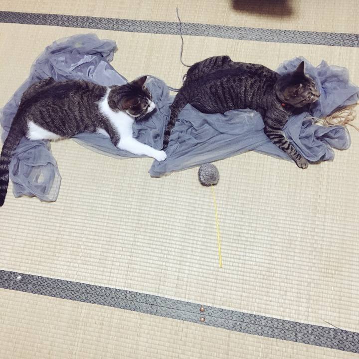 93ff7b60 7f79 4d0f a525 9d033e7d87cb 1532145831106