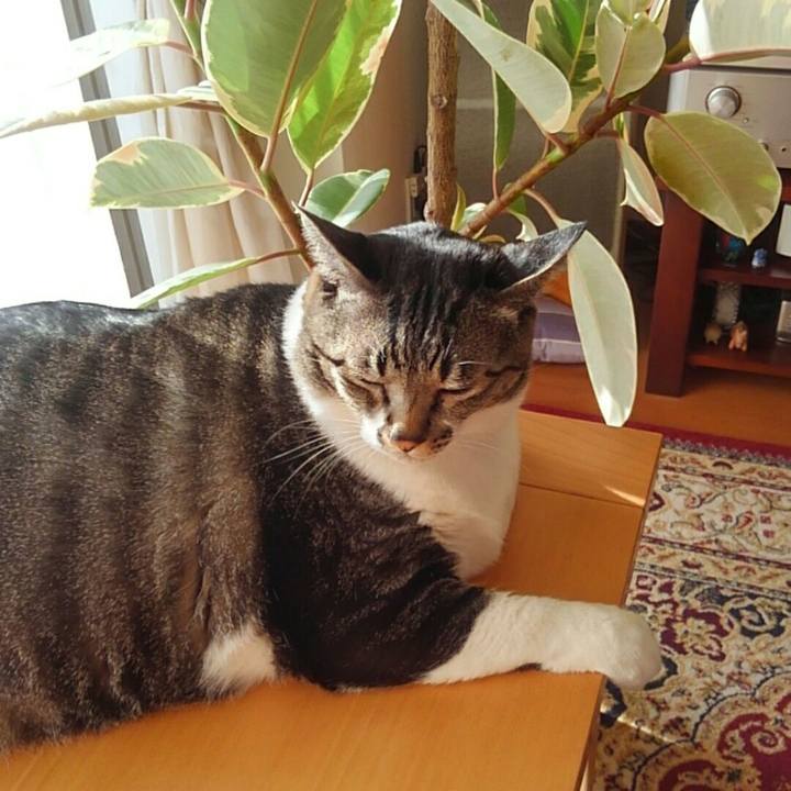 93ffcef9 ca5f 4d8c 9033 d7f8af92b9df 1508972056813