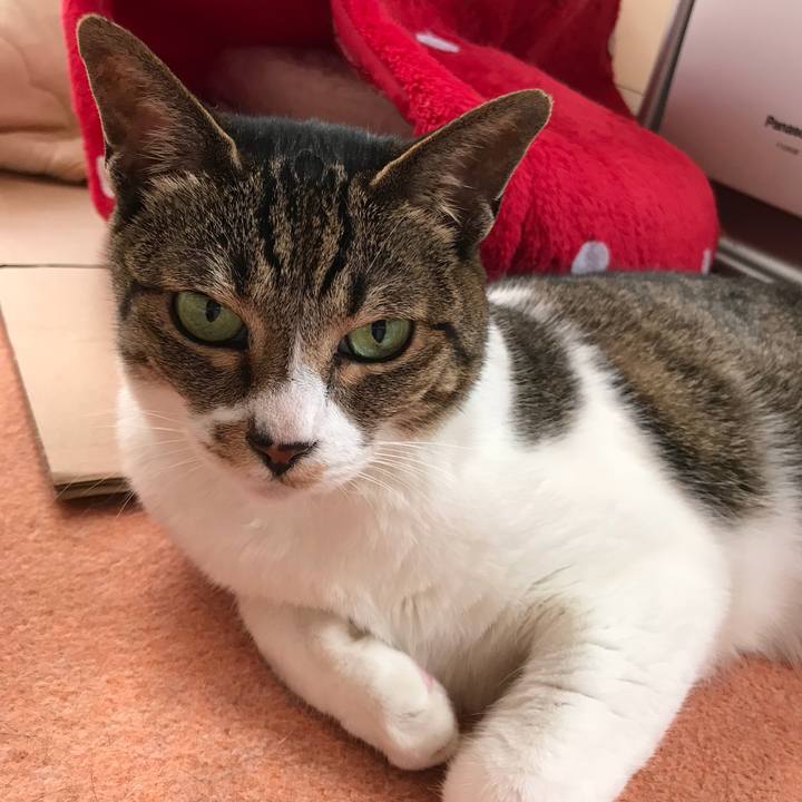 93ffd5e8 1455 4805 9dc7 fccb78eda944 1528851960578