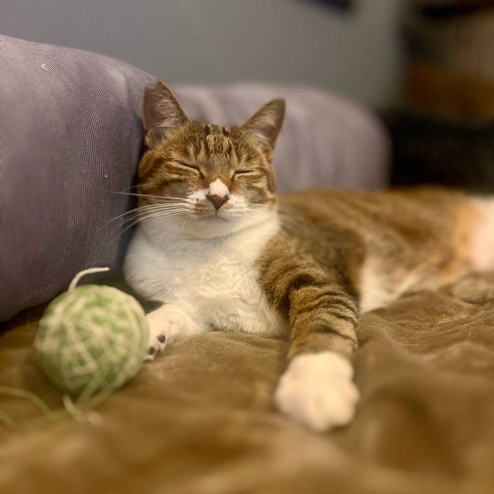 93ffeff3 2d69 4a49 baef 5d0a1eb7dd0d 1764501085190