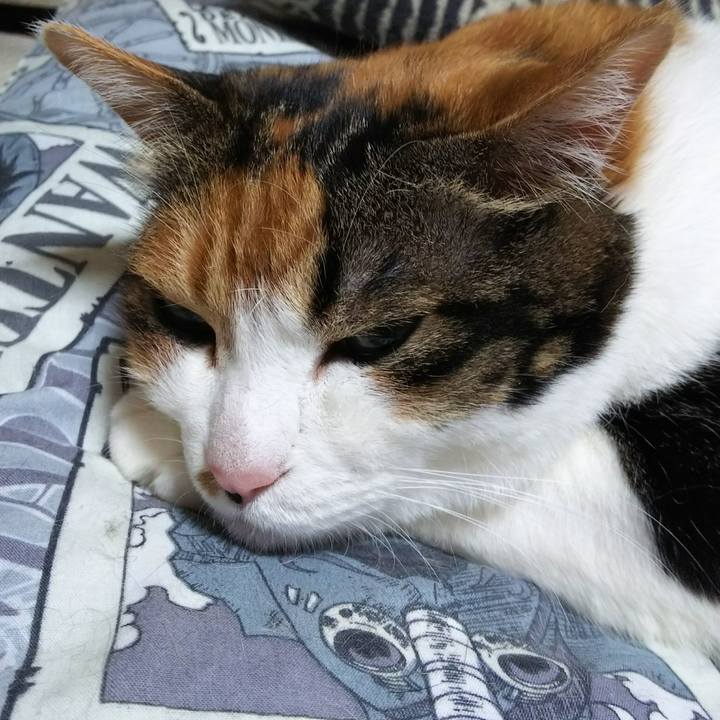 94033919 62ca 40d1 912b bf4319eee4c1 1527989293864