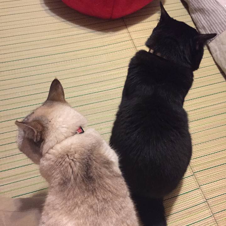 9403fdd9 947e 411a ab7c d250016c8606 1528282733097