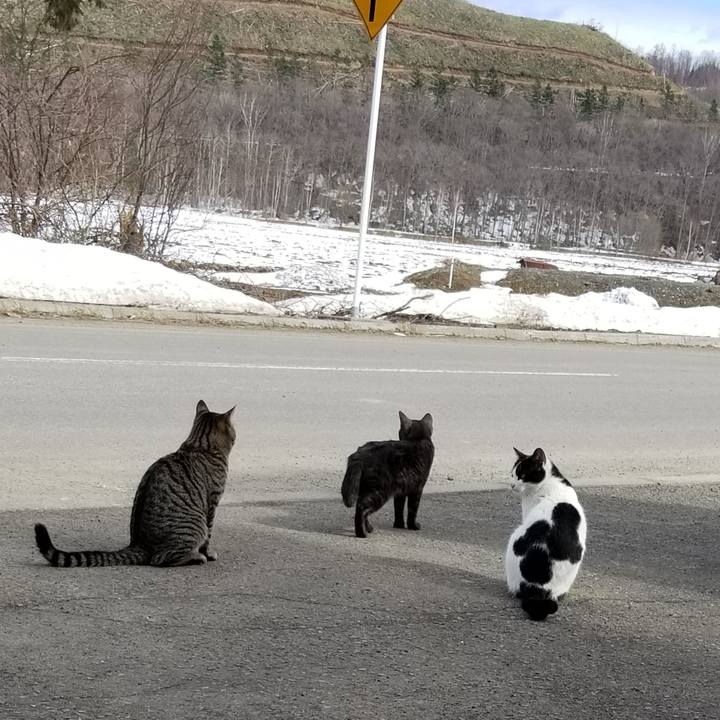 9404cde6 f0bf 46dd bfde 5bcb8a27e232 1586241803118