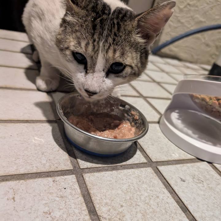 94060f8d d816 460e a05e 05125ecc8614 1750206918252