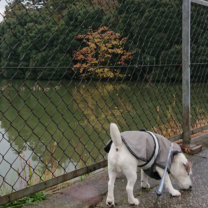 94065c33 f704 42cf bd59 548787dff3ac 1543273010382