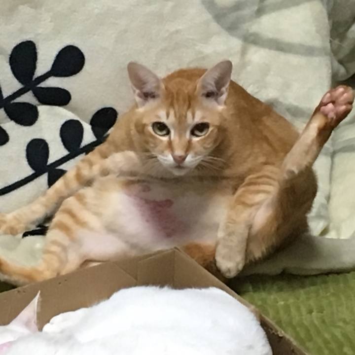 94072709 e21b 42d3 828c 1451c25ab7f9 1543205892621