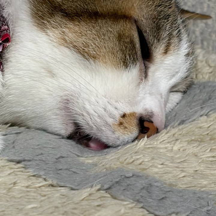 94078e7d 77ef 4f8f aad9 ad66ef60ae08 1775081798778