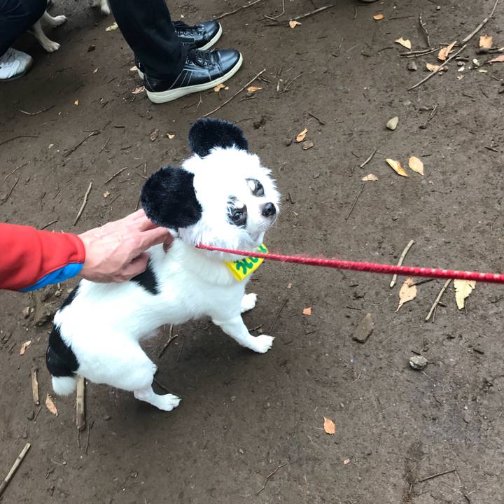 940f1d12 7683 4b22 9d12 38783923e8d3 1509174612876