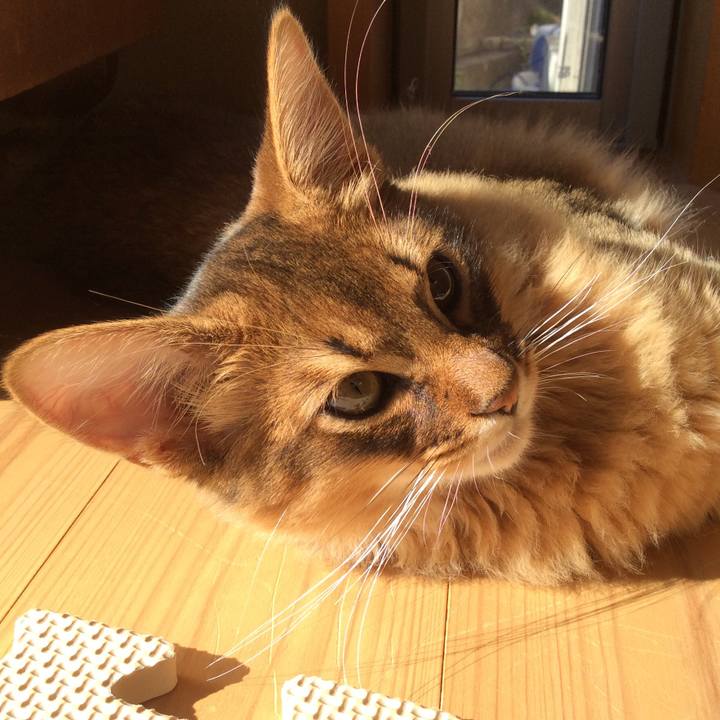 94159d01 0e65 473e 872b b4686fc34ade 1574510033825