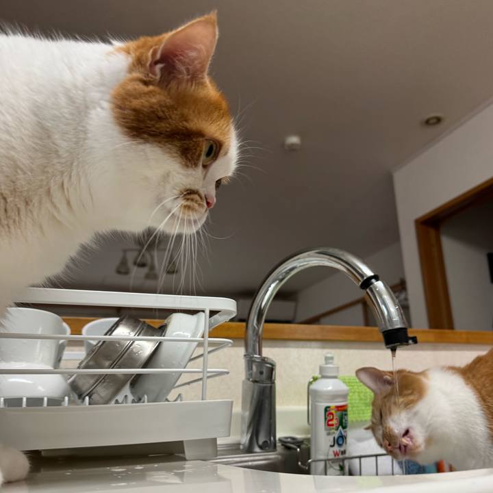 9416a214 c7e6 4a63 80da 636f0b8b5b2e 1775788451244