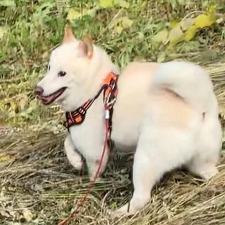 94173b2e 4647 4ca3 9a91 78333b88bb3b 1626117616196