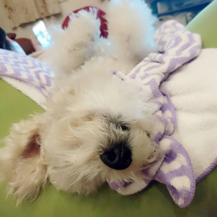 941847c9 80b3 4c13 a5e3 8ac6cfd06bc4 1517396109513