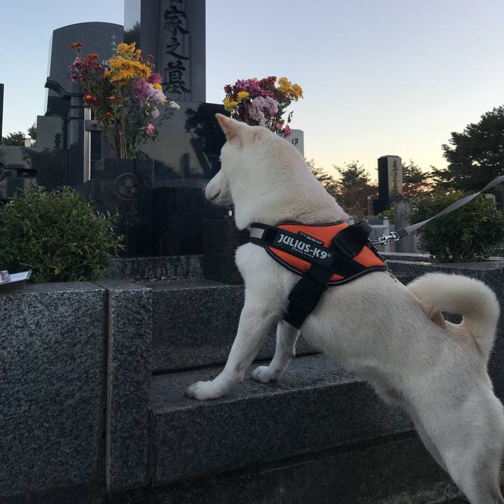 941934a0 6590 4552 8d45 54298025a7a3 1541143997923