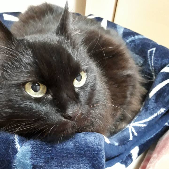 942fd823 c9ab 4d11 b7fd 4e79744abf3b 1545914090886