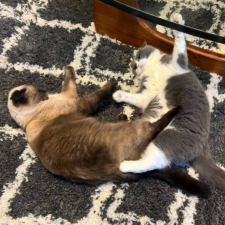 94324078 cbac 4351 a226 7c4c5021ac3b 1636456425513