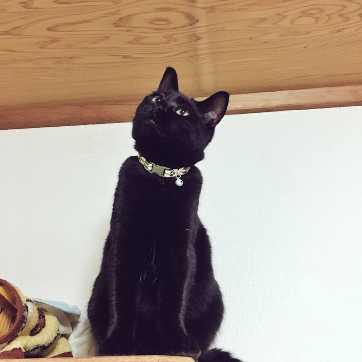 943850cb 4f00 4fce 9f67 be5726a64471 1543449854215