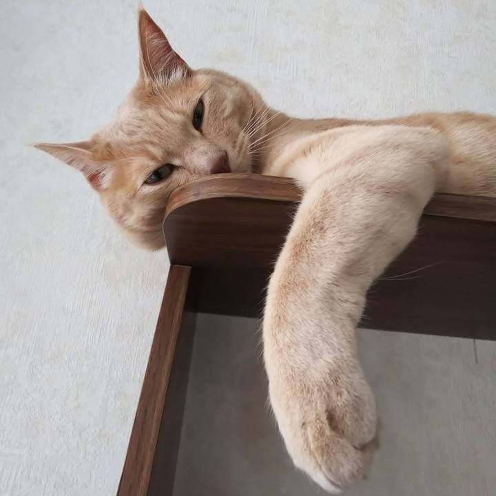 9438cde1 8f17 4a57 931f 4a6c05496e7b 1588231538371