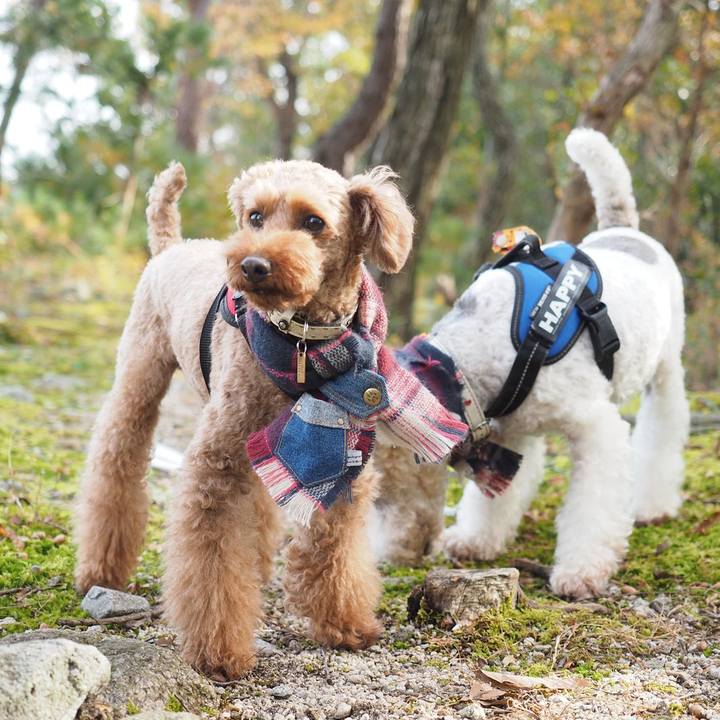 943ab2bf dd1f 452d b0eb 18be7dc51fad 1574571696489