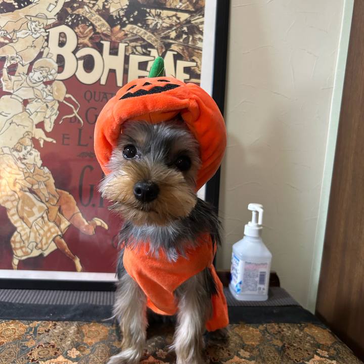 943da466 0993 4996 b768 388fc6fd38e9 1730331557396