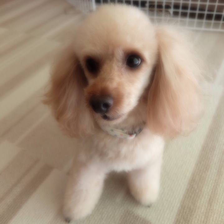 9441c4b0 39cf 4e23 8ee8 b2c9cb0c00fc 1550895297116