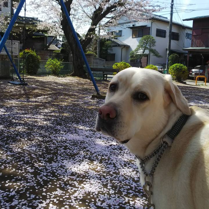 9446710e a9e9 4a14 b8db 8cc94d07f237 1522395575380