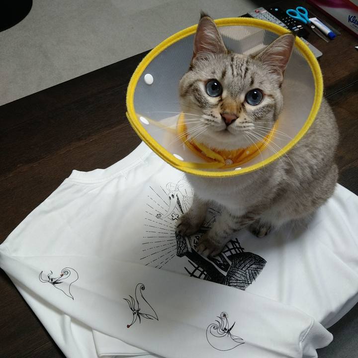 9449a988 aafb 4430 8a53 add0dfb796a5 1729682313240