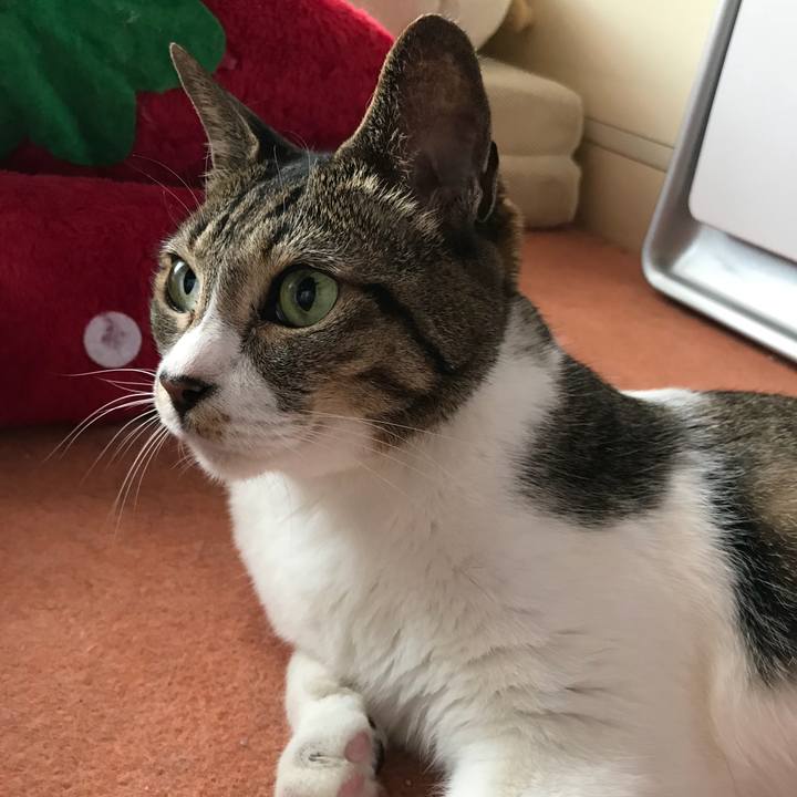 944c9d28 fff6 40ae a290 5b844b3454ec 1531014771954