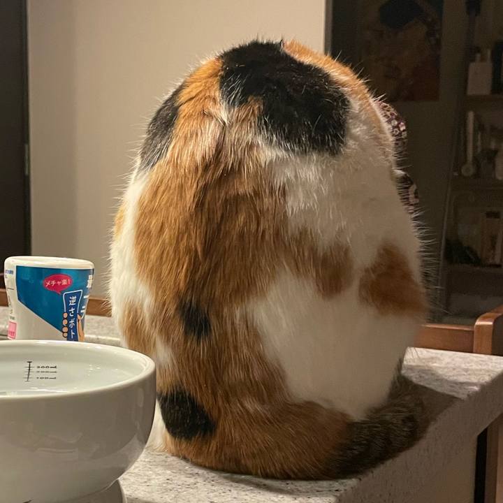 9450017b f6dd 4d9c a5c1 862e899b2336 1731504429283