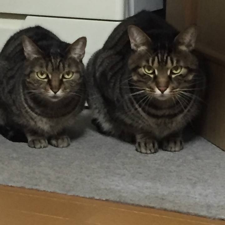 94524b87 3c9b 49cc 9d58 268a7c28c04c 1517186804407