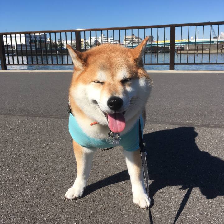 94538ca1 1783 4523 9e38 fef4dbd46e94 1541123700266