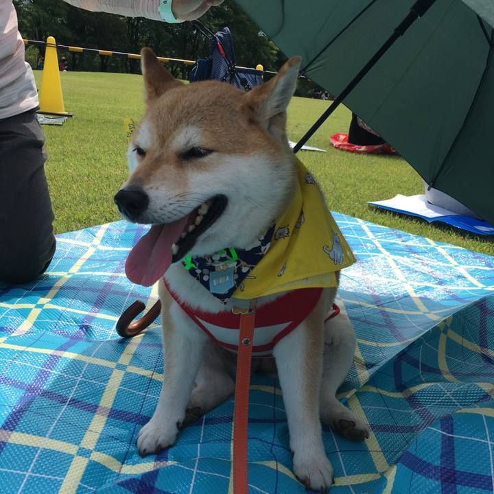 9454b129 4e8f 4886 876a b544ebf395d1 1559956819274