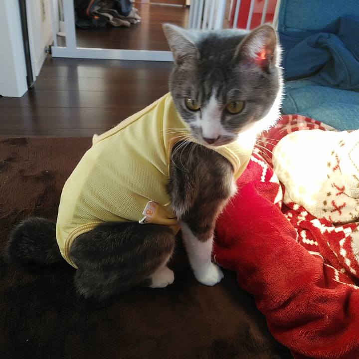 9456776f 45dc 4e54 8316 74b4118cb418 1584226427817