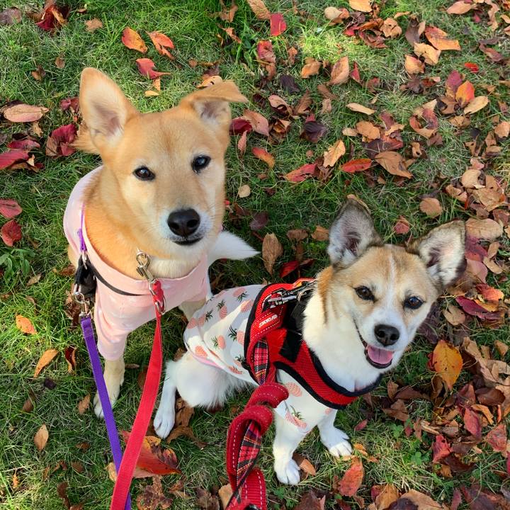 945ae06c 022d 4b57 b898 0623eb3b1c18 1573396156830