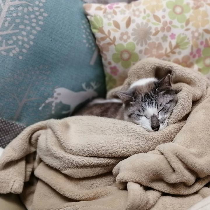 946813b3 f415 4fc0 a337 13fcdcbe6d0c 1586737654694