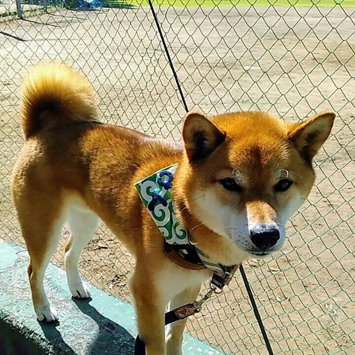 9469349b 51de 4096 b6d9 d700dcfca997 1559175532131