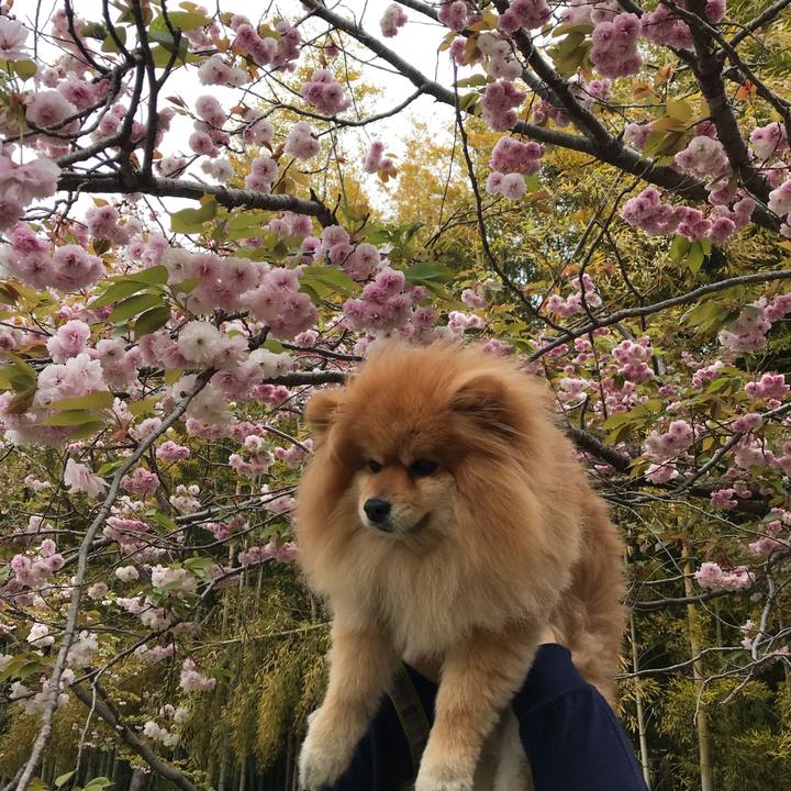 94695df1 8436 40ff a2c0 08832720c992 1555824592394