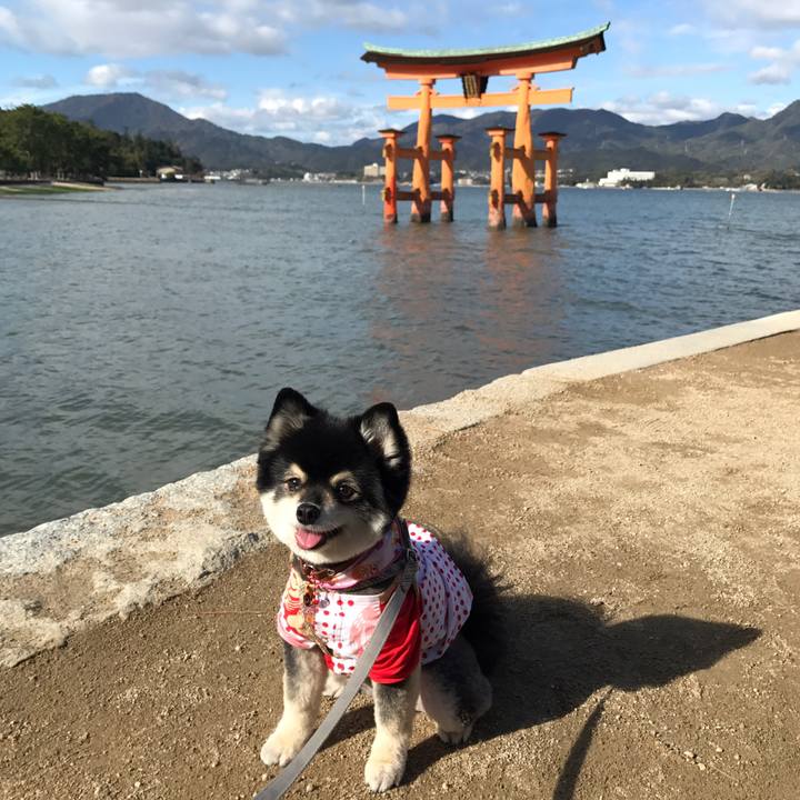 946be9f7 1e86 4041 94ba f771c15dffc2 1542539391171