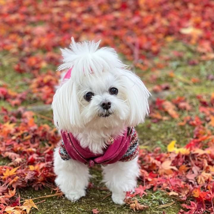 946f4baf cebc 46a6 8630 6373334b5cf0 1767218847544