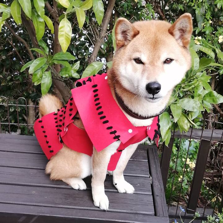 946fa88d e0ea 44fa b19b a91c3c357bae 1586940880928