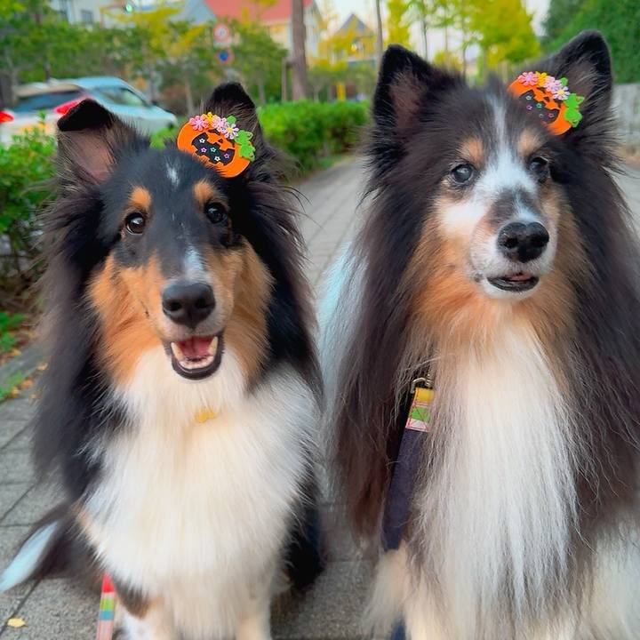 94756ffd 47d7 4f97 b608 60527152136d 1761092862875