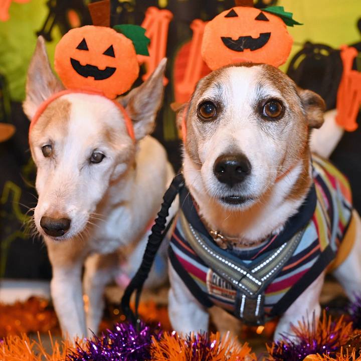 947596c4 c507 4caf b954 ee1077de33cb 1761474930497