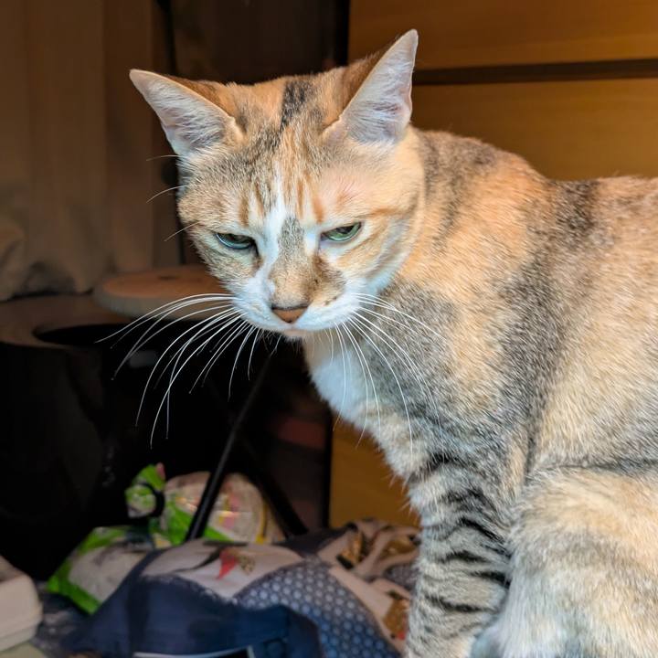 947efc4d 5e10 40af 8c40 a00e8c22d17e 1763748397107