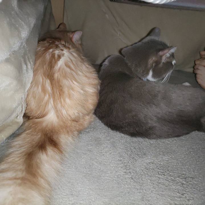 9483e5fd 6467 467c a56d 98658eda5b78 1678795760554